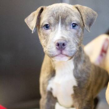 Mixed Breed Dogs Available for Adoption - Maverick | PetCurious