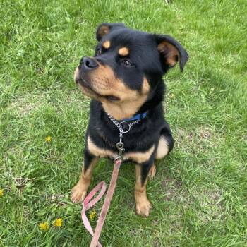 Chum -  Rottweiler and Husky Dog Available for Adoption in Vaudreuil-dorion, Quebec - Chum | PetCurious
