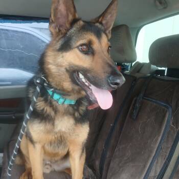 German Shepherd Dog Dogs Available for Adoption - Roscoe | PetCurious