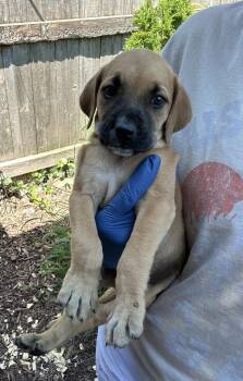Earl Grey -  Golden Retriever Dog for Adoption in Bull Valley, Illinois - Earl Grey | PetCurious