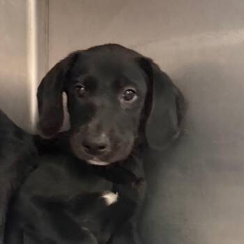 Baxter -  Labrador Retriever and Mixed Breed Dog for Adoption in Jacksonville, Arkansas - Baxter | PetCurious