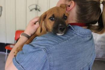 Sawyer -  Labrador Retriever and Mixed Breed Dog for Adoption in Kansas City, Missouri - Sawyer | PetCurious
