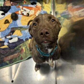 Kiki -  Mixed Breed Dog for Adoption in Knoxville, Tennessee - Kiki | PetCurious