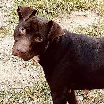 Rescue Pit Bull Terrier Dogs for Adoption in Kempner, Texas - Brandy | PetCurious