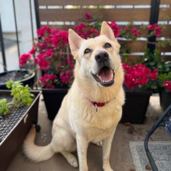 Shepherd Dogs Available for Adoption - Slinky | PetCurious