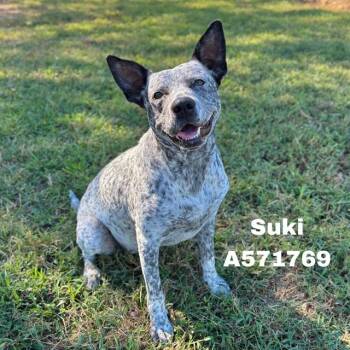 SUKI -  Australian Cattle Dog Blue Heeler Dog for Adoption - SUKI | PetCurious
