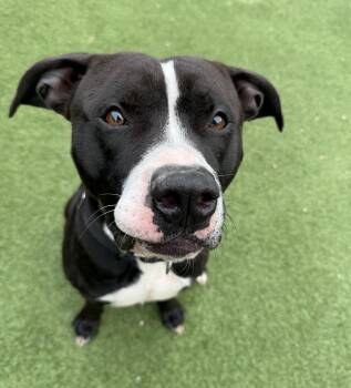 Rescue American Staffordshire Terrier Dogs for Adoption - Toby | PetCurious