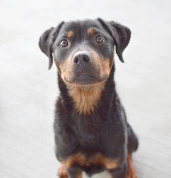 Wisteria -  Rottweiler Dog for Adoption in Pontiac, Michigan - Wisteria | PetCurious