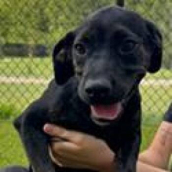 Changa -  Labrador Retriever and Mixed Breed Dog for Adoption in Tampa, Florida - Changa | PetCurious