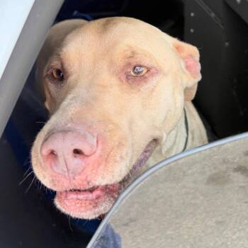 Mixed Breed Dogs Available for Adoption in Philadelphia, Pennsylvania - Rose Pedal | PetCurious