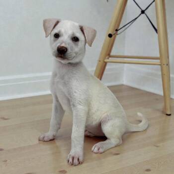 Labrador Retriever Dogs Available for Adoption - Charlotte Sunshine | PetCurious