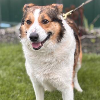 Australian Shepherd Dogs Available for Adoption in Batavia, New York - Archie | PetCurious