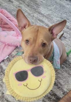 Cali -  American Staffordshire Terrier Dog for Adoption in Brunswick, Ohio - Cali | PetCurious
