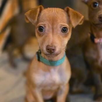 Ashrah -  Chihuahua Dog for Adoption in Richmond, Virginia - Ashrah | PetCurious