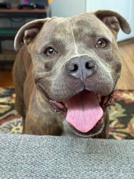 Felipe -  Mixed Breed Dog for Adoption in Cincinnati, Ohio - Felipe | PetCurious