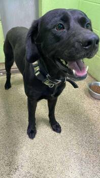 Rescue Black Labrador Retriever and Bulldog Dogs for Adoption in Fort Payne, Alabama - Terry | PetCurious