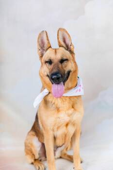 NOLA -  German Shepherd Dog Dog for Adoption in Pasadena, California - NOLA | PetCurious