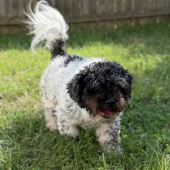 Lynx -  Shih Tzu and Mixed Breed Dog for Adoption in Fredericksburg, Virginia - Lynx | PetCurious