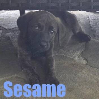 Sesame -  Border Collie and Mixed Breed Dog for Adoption in Ellicott City, Maryland - Sesame | PetCurious