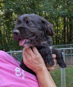 Samatha -  Basset Hound and Schnauzer Dog for Adoption in Milner, Georgia - Samatha | PetCurious