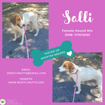 Rescue Hound Dogs for Adoption in Pottstown, Pennsylvania - Salli | PetCurious