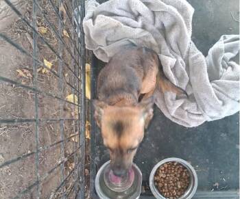 SPONSOR OR FOSTER ME - Nacho -  Chihuahua Dog for Adoption in Grafton, Wisconsin - SPONSOR OR FOSTER ME - Nacho | PetCurious