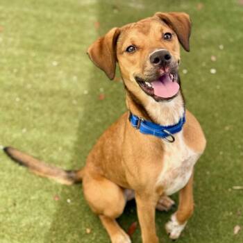 Kara -  Hound and Black Mouth Cur Dog for Adoption in Fort Lauderdale, Florida - Kara | PetCurious