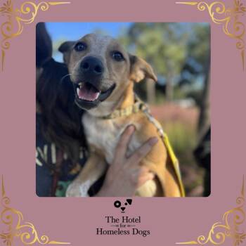 Rescue Australian Cattle Dog Blue Heeler and Terrier Dogs for Adoption in Cumberland, Rhode Island - Chickpea | PetCurious