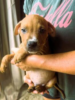 Brady -  Mixed Breed Dog for Adoption in Jackson, Mississippi - Brady | PetCurious