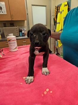 Rescue Labrador Retriever and Mixed Breed Dogs for Adoption in Bossier City, Louisiana - Sugar Plum | PetCurious