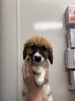 BASIL -  Terrier Dog for Adoption in Ontario, California - BASIL | PetCurious