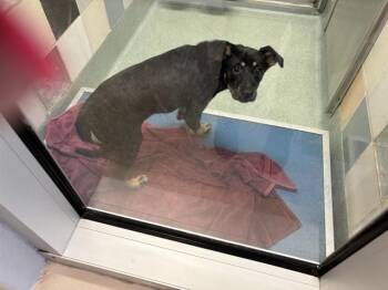 German Shepherd Dog Dogs Available for Adoption in Plano, Texas - Heidi A217467 | PetCurious