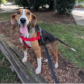 Kristi -  Hound Dog for Adoption in Wake Forest, North Carolina - Kristi | PetCurious