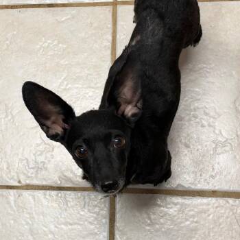 Dobby -  Chihuahua Dog for Adoption in Helena, Alabama - Dobby | PetCurious
