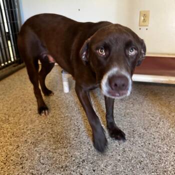 Martini -  Chocolate Labrador Retriever and Mixed Breed Dog for Adoption in Brownsboro, Alabama - Martini | PetCurious