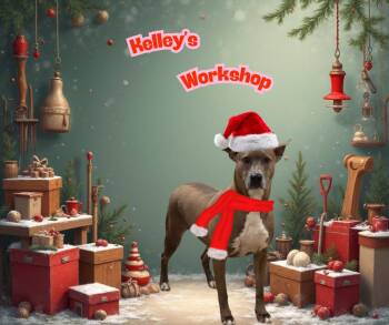 Kelley -  Labrador Retriever and American Staffordshire Terrier Dog for Adoption in Richmond, Texas - Kelley | PetCurious