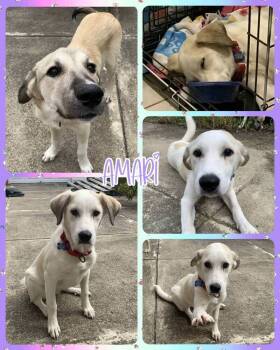 Rescue Mixed Breed Dogs for Adoption in Lancaster, New York - Amari | PetCurious