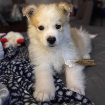 Mixed Breed Dogs Available for Adoption in Buffalo, Minnesota - Hoagie | PetCurious