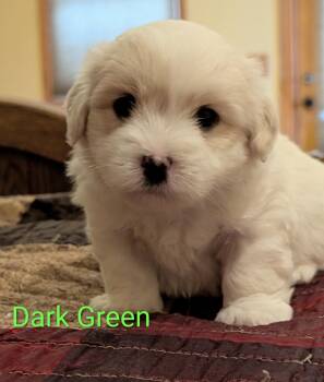 Miley -  Coton De Tulear Dog for Sale in Big Rapids, Michigan - Miley | PetCurious