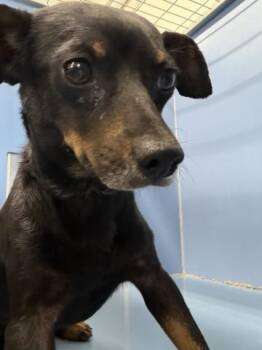 KAI -  Chihuahua Dog for Adoption in San Bernardino, California - KAI | PetCurious