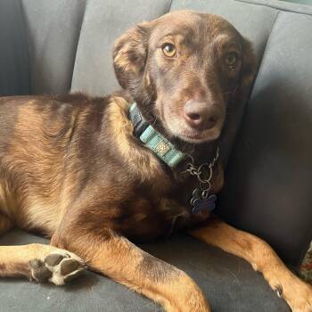 Osita -  Australian Shepherd and Retriever Dog for Adoption in Fort Collins, Colorado - Osita | PetCurious