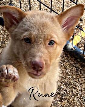Rune -  German Shepherd Dog and Mixed Breed Dog for Adoption in Brookshire, Texas - Rune | PetCurious