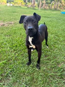 Rescue Great Dane and Boxer Dogs for Adoption in Lorida, Florida - Draco | PetCurious