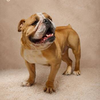 Gordie -  English Bulldog Dog for Adoption in Oak Brook, Illinois - Gordie | PetCurious