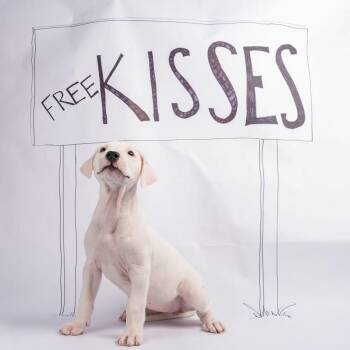 Dogo Argentino Dogs Available for Adoption in Smyrna, Georgia - Ellie | PetCurious