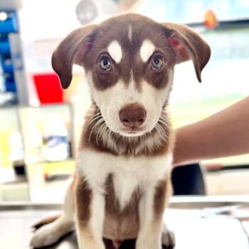 Chai -  Husky Dog for Adoption in Chapel Hill, North Carolina - Chai | PetCurious