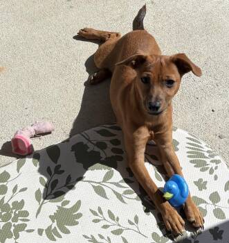 Miniature Pinscher Dogs Available for Adoption in Biloxi, Mississippi - Chase "CoCo" Rutherford | PetCurious