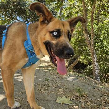 Husky and Shepherd Dogs Available for Adoption - Louise | PetCurious