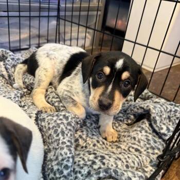 Hound and Mixed Breed Dogs Available for Adoption in Jersey City, New Jersey - Tuna Melt | PetCurious