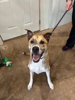 Rescue Staffordshire Bull Terrier Dogs for Adoption in Ashland, Wisconsin - W3 Duck | PetCurious